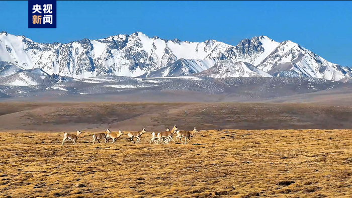 祁连山多条冰川面积五年缩减3.7%～11.6%