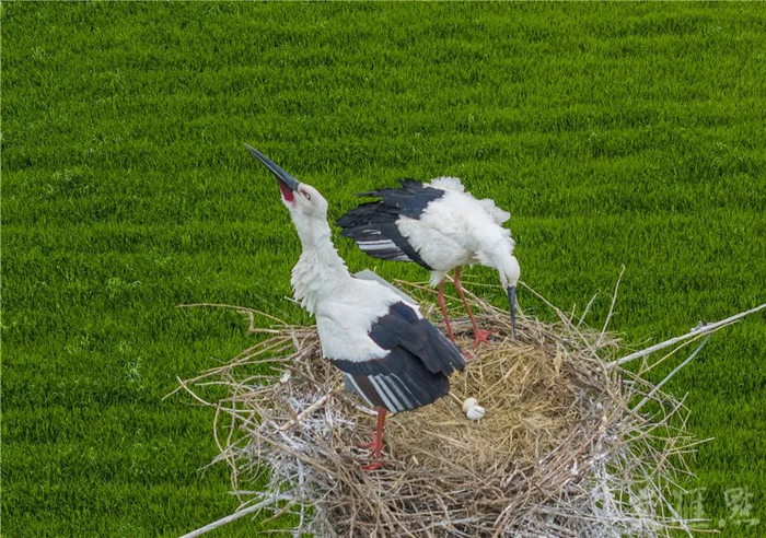 国际生物多样性日丨两年新增2000种,在江苏发现"神奇物种"