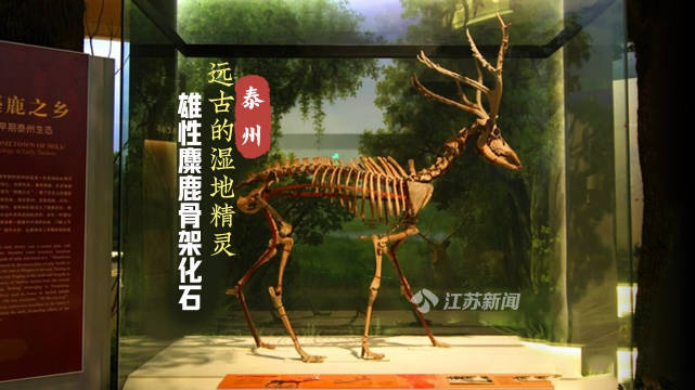 泰州博物馆镇馆之宝全球仅此一件