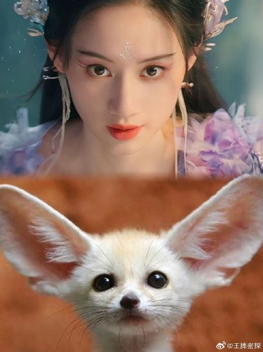 郭晓婷涂山雅雅的人设大概就是大耳朵廓狐吧