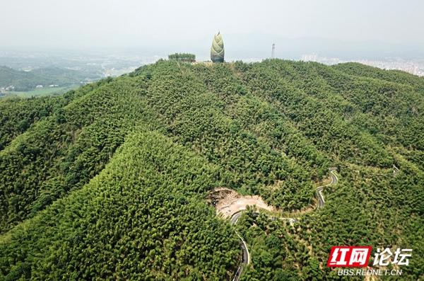 万亩竹海绿意盎然,桃江竹海美景等你来