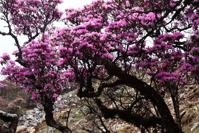云南鹤庆:马耳山花海行