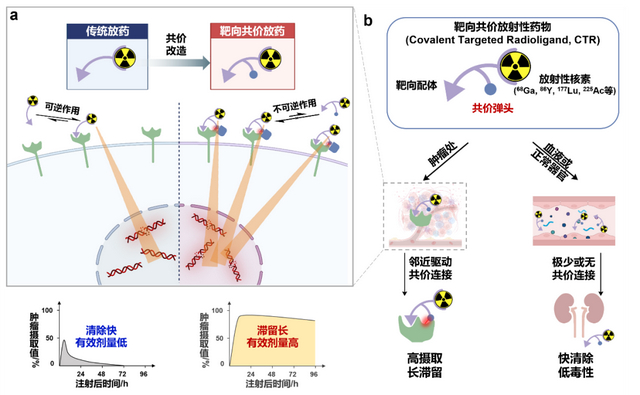 图1 靶向共价放射性药物工作原理及其优势