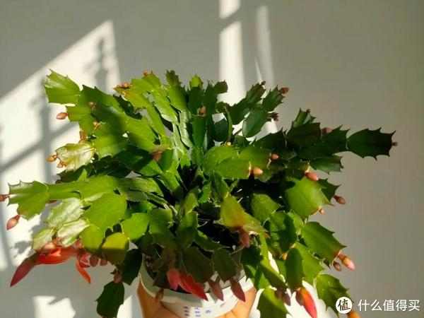 养蟹爪兰,"氮磷钾"元素缺啥?叶片会告诉你答案