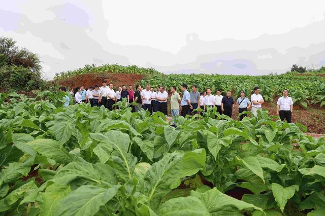 2024年广东省烟叶高质量发展研讨会在韶关南雄举办