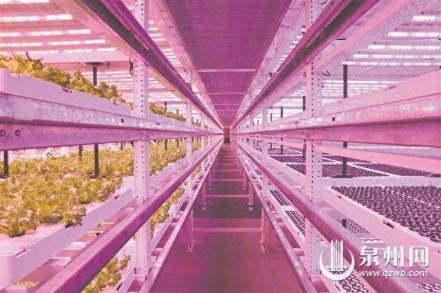 泉州网5月23日讯(融媒体记者 王柏峰 蔡紫旻 文/图)营养液代替土壤
