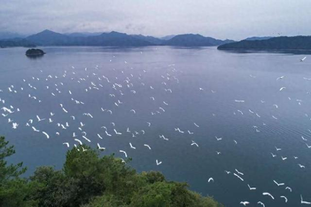 白鹭。杭州市生态环境局供图