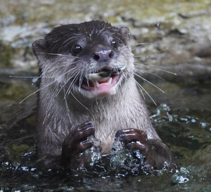 视频 图集|"獭"来啦!