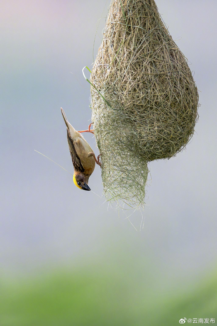 临沧云县发现黄胸织布鸟筑巢奇观
