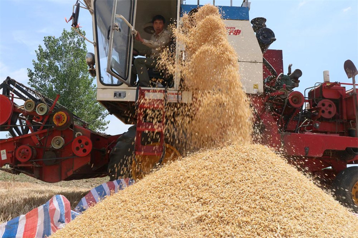 东海双店镇:麦浪翻滚穗飘香  "丰"景如画收获忙