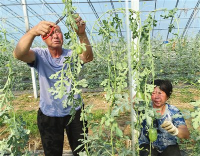 着西瓜的香甜气息,一个个大西瓜披着翠绿色"外衣""躲"在茂盛的瓜藤下
