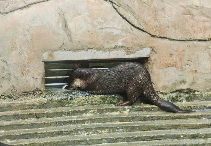 水獭"点点"与"阿尾"甜蜜互动 孙牧摄而"壮壮"隔壁的甜蜜小夫妻"点点"