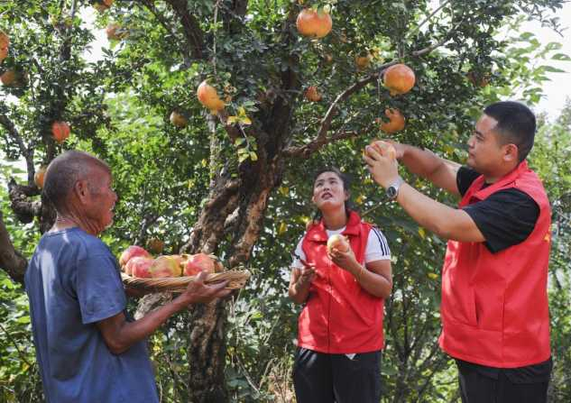 石榴产业高质量发展