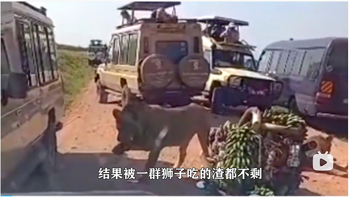 图：剪辑视频《奥德彪被狮子吃了？非洲车神迎来了大结局》