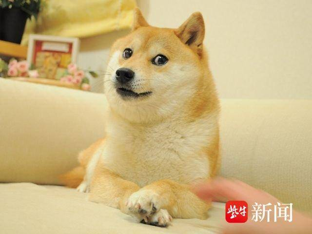 表情包doge原型柴犬去世,网友怀念:它在赛博世界永生
