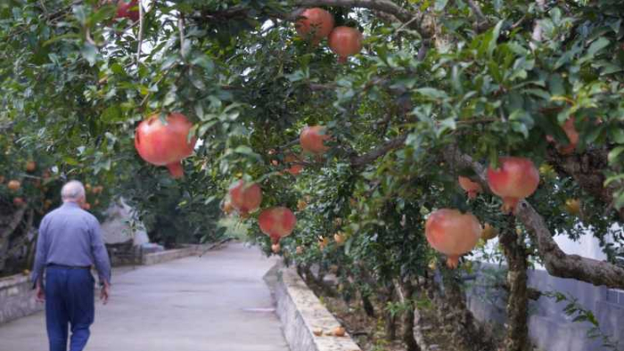游客在张庄村游览