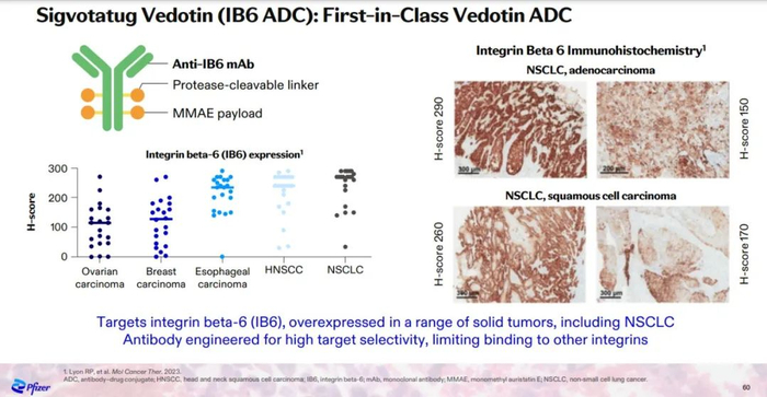 ▲Sigvotatug vedotin简介（图片来源：辉瑞公司官网）