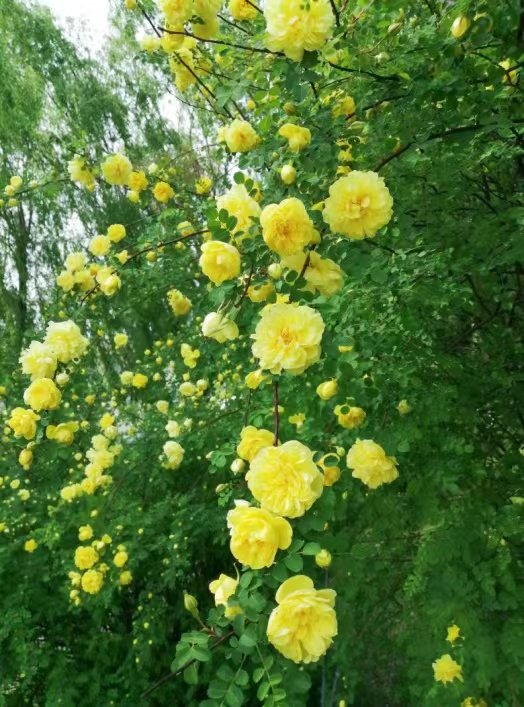 群花争艳时,惊艳到我了