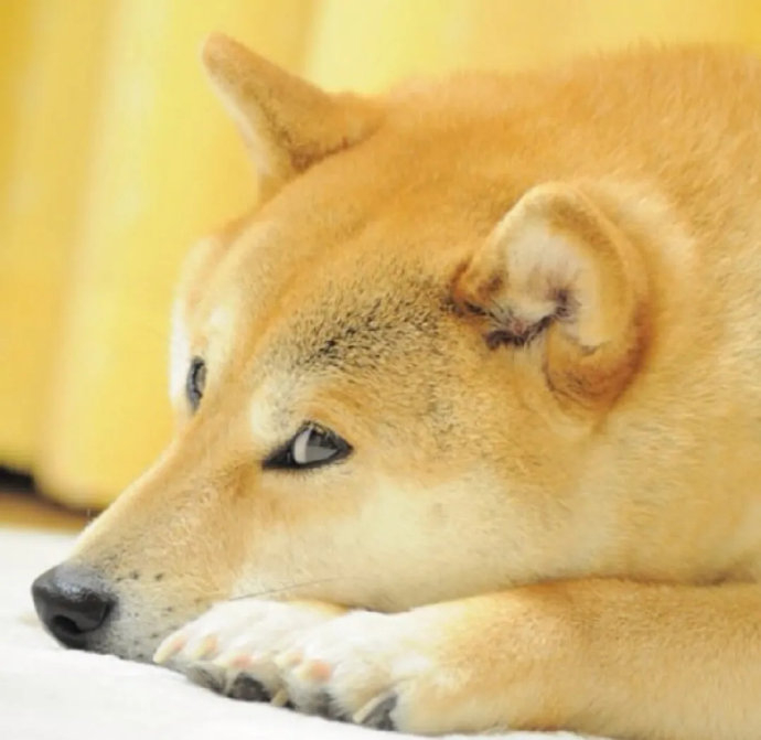 你微信里的表情包顶流,昨天去世了 你可能没听过kabosu这个名字