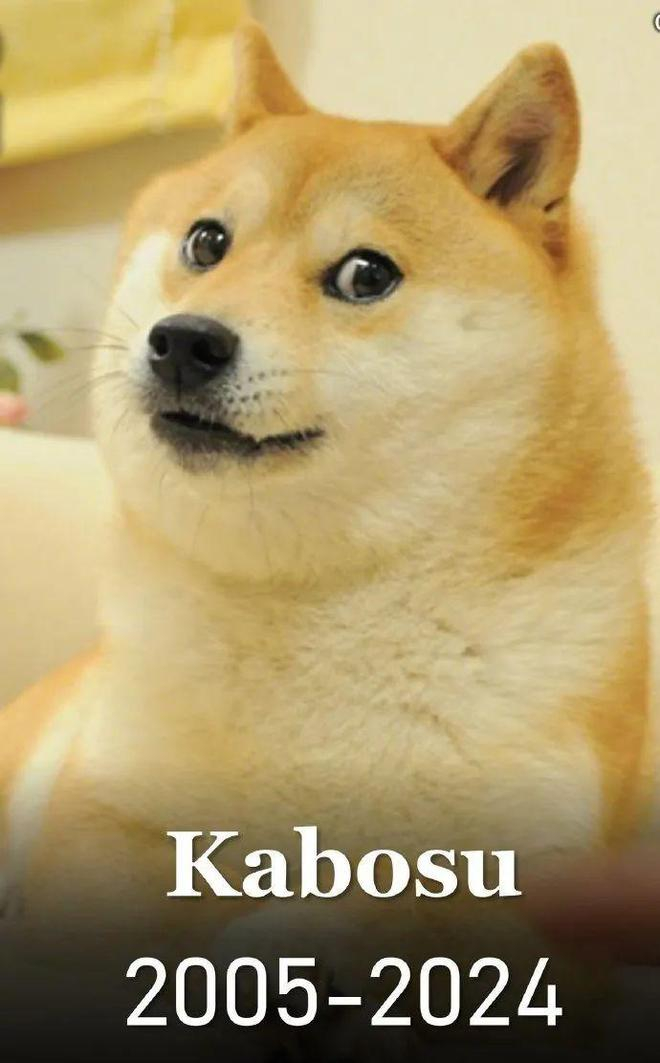 柴犬表情包原型去世:从收容犬到全球"大明星"的传奇一生