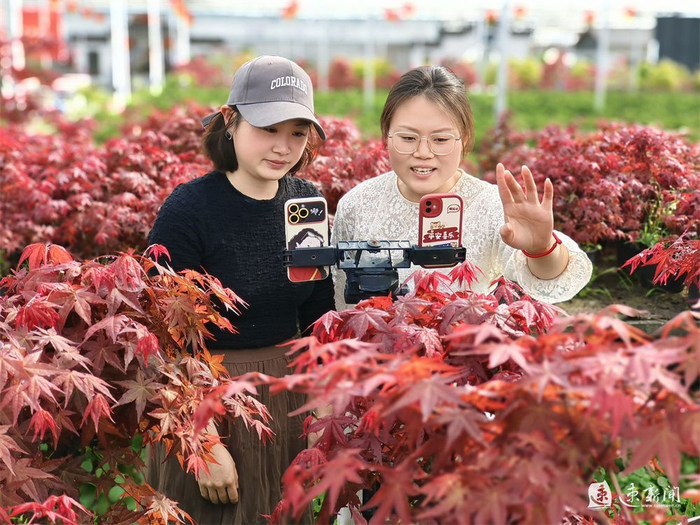 "面对记者的提问,艺森园盆景造型基地的电商直播主播