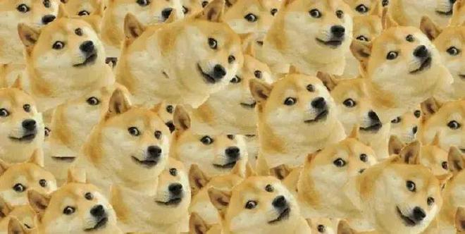 柴犬表情包原型去世:从收容犬到全球"大明星"的传奇一生