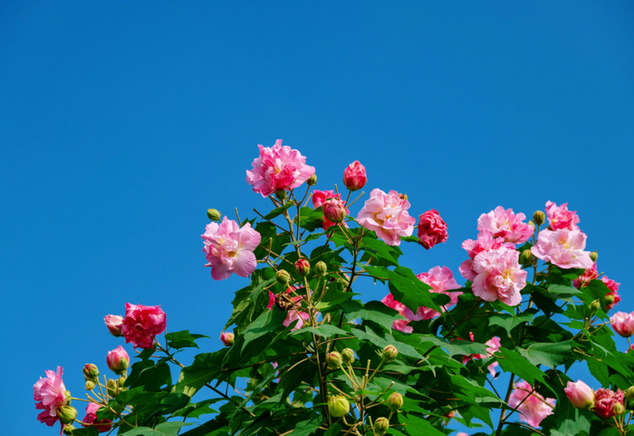 好吃的开花植物!世园会藏的彩蛋,专家带你逛