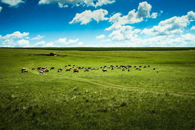呼和浩特市|阿勒泰|草原_新浪新闻