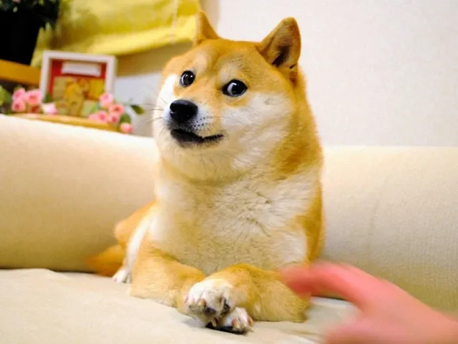 柴犬表情包原型去世:从收容犬到全球"大明星"的传奇一生