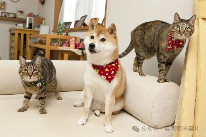 最火狗狗走了,永远留在了所有人的表情包里.