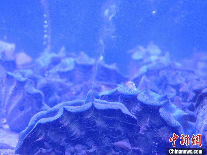 5月24日晚,在海南省第二十届科技活动月启动仪式的科普大集上,砗磲