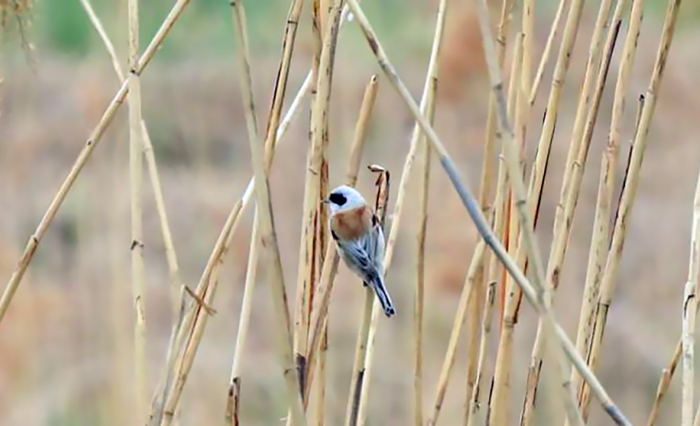 北京市新记录!鸟界的"顶级建筑师"到访顺义