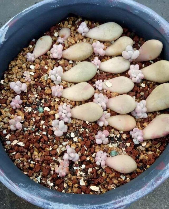让自己养的多肉植物队伍不断壮大,阳台上的多肉植物渐渐变多了,千姿
