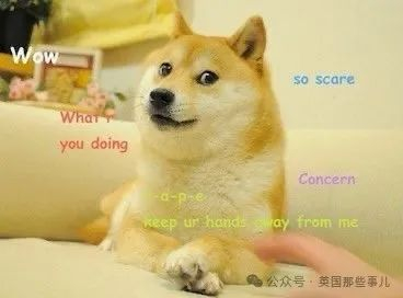 最火狗狗走了,永远留在了所有人的表情包里.