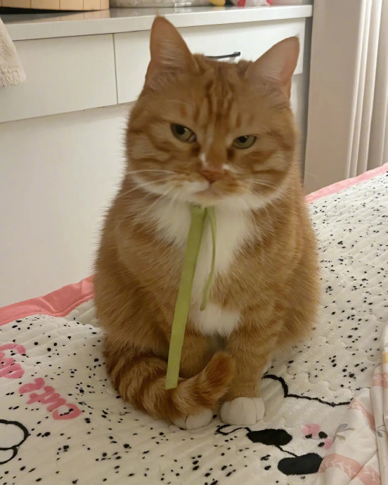 小猫咪生气啦,哄不好!