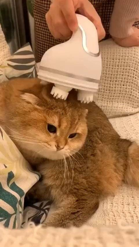 猫大人很享受这种按摩服务