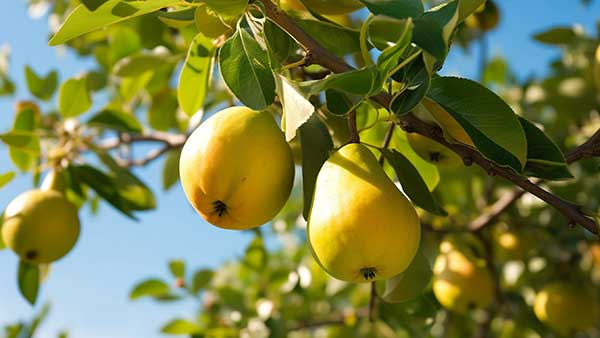 汤朔梅:挂念的何止是烟火气