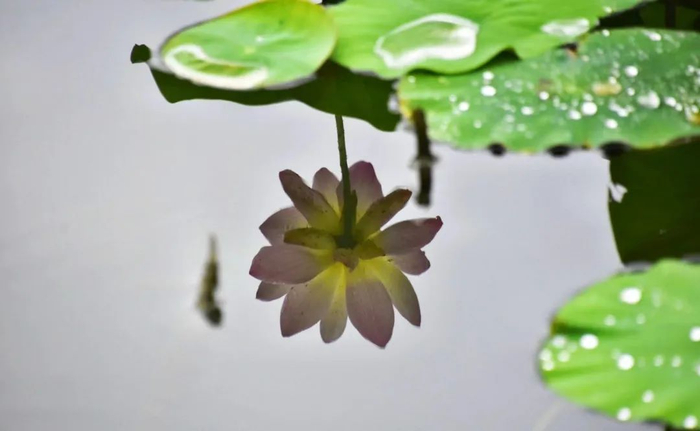 荷花|夏雨荷|阜阳_新浪新闻