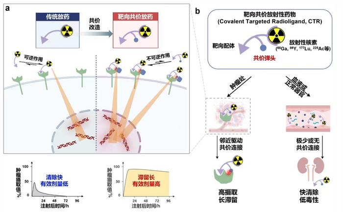 靶向共价放射性药物工作原理及其优势。图片来自论文