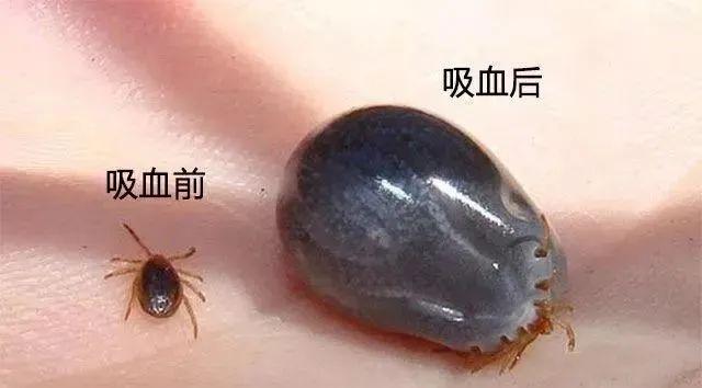 毒虫出没 芜湖医生提醒