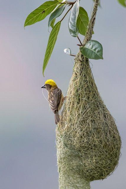 临沧云县发现黄胸织布鸟筑巢奇观