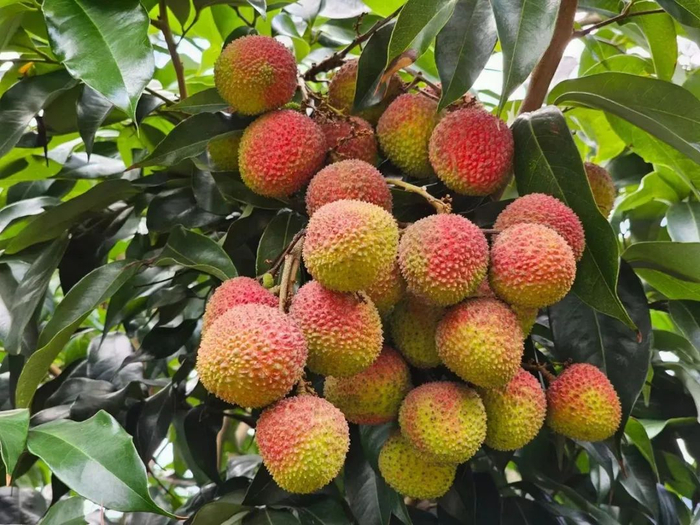 东莞本地妃子笑荔枝上市!你认为价格合理吗?