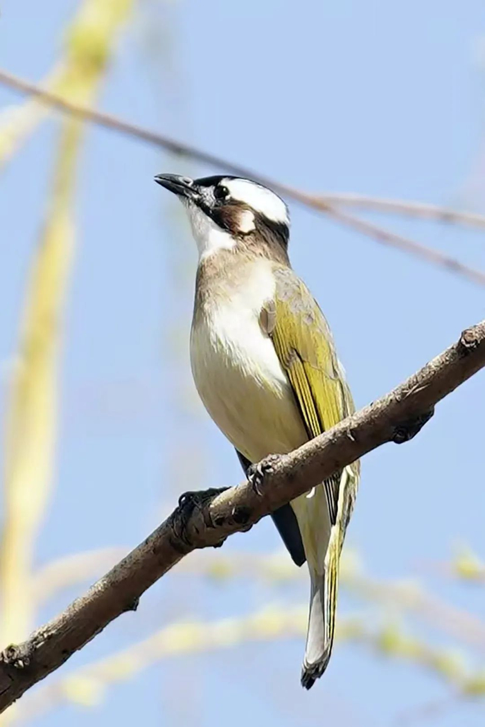 (资料图)"翠鸟来到社区,我们太开心了.