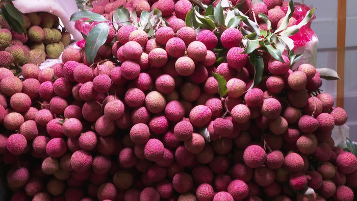 灵山荔枝今年减产近半,价格偏高消费者会买单吗?|广西