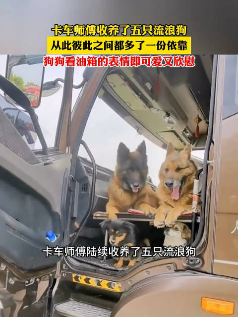 卡车师傅收养了五只流浪狗,从此彼此之间都多了一份依靠