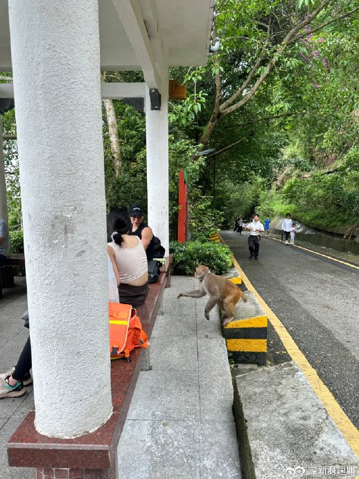 据网友描述,塘朗山的猴子会直接冲到大马路堵着人群上手要吃的,既可爱