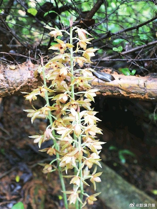 好美!龙川首次发现珍稀野生无叶美冠兰