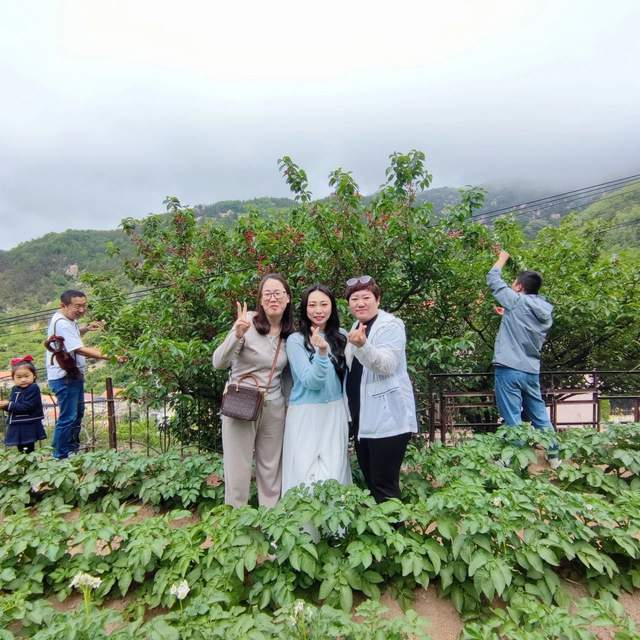 山里雾气萦绕,丝缕阳光洒在郁郁葱葱的樱桃树上,晶莹剔透的小樱桃掩映