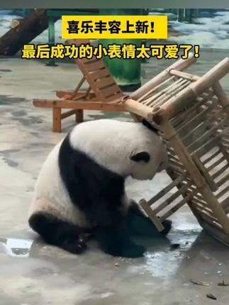 最后成功的小表情太可爱了!来这吸熊猫 视频来源:?傅小白他姐?