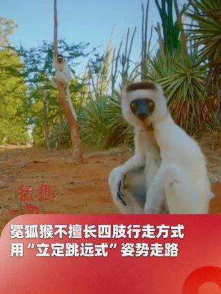 冕狐猴不善四肢行走,采用"立定跳远式"姿势前进
